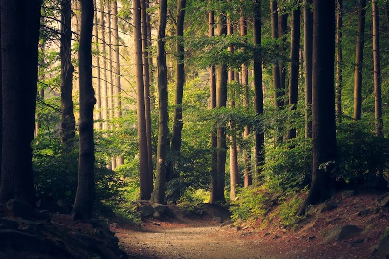 Sunlight falling through tall trees onto a forest path.